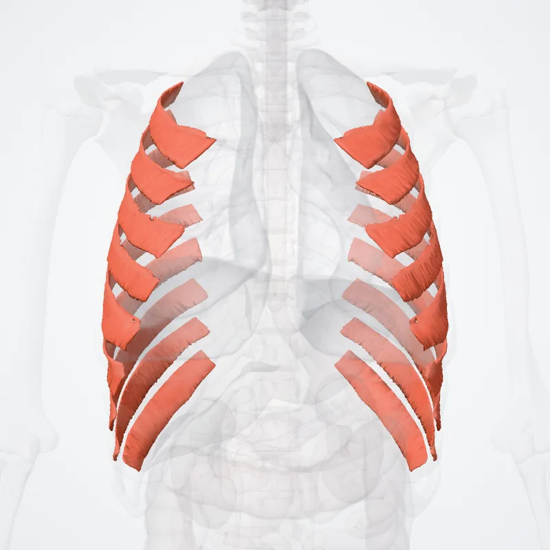 Innermost intercostal muscles (Musculi intercostales intimi) highlighted in a 3D model of the human body