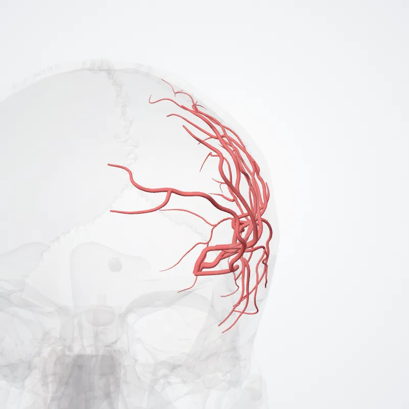 Insular branches of middle cerebral artery (M2-segment) highlighted in a 3D model of the human body