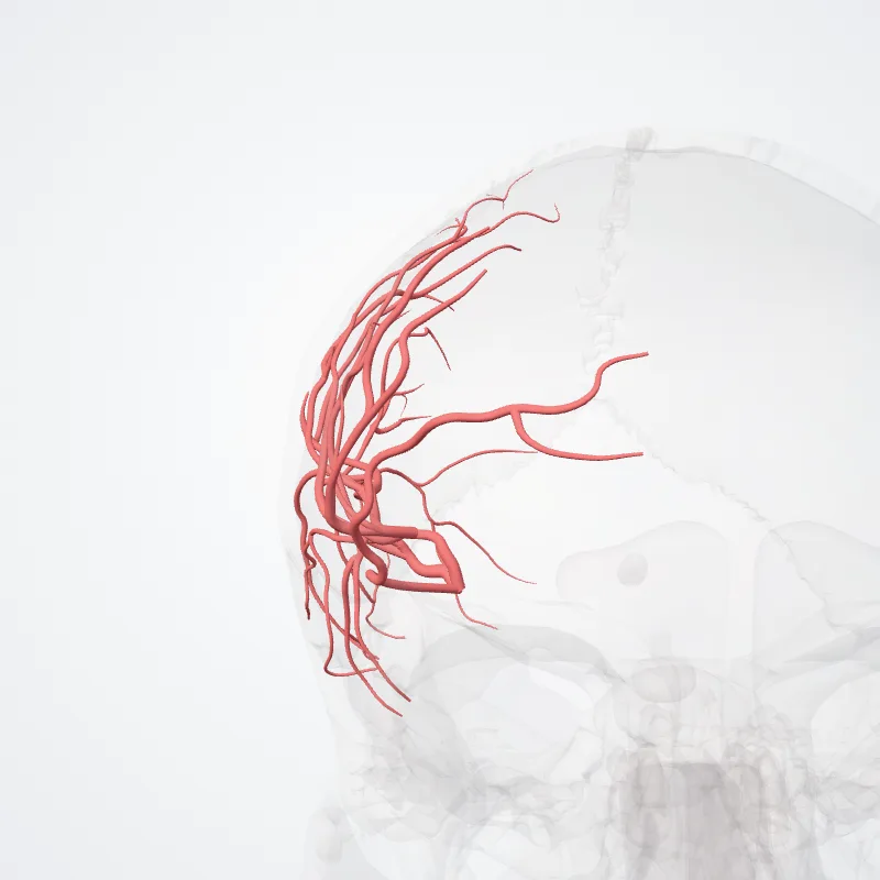 Rami insulares arteriae mediae cerebri (M2) (Insular branches of middle cerebral artery (M2)) hervorgehoben in einem 3D-Modell des menschlichen Körpers