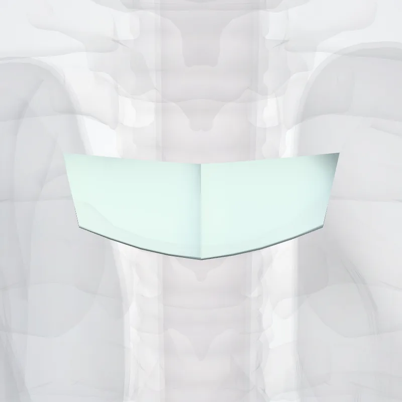 Interclavicular ligament (Ligamentum interclaviculare) highlighted in a 3D model of the human body