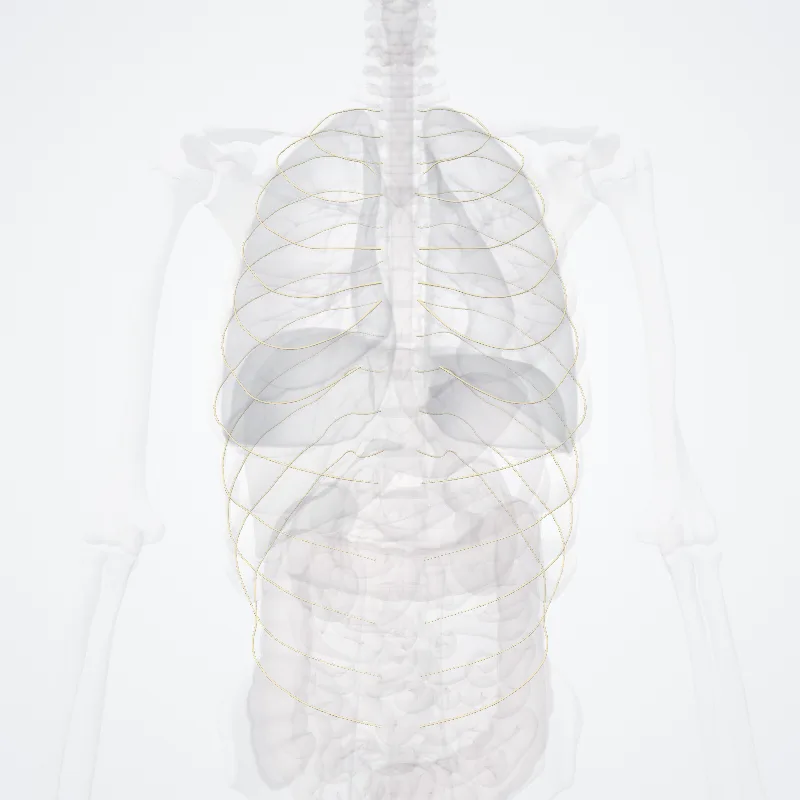 Intercostal nerves (Nervi intercostales) highlighted in a 3D model of the human body