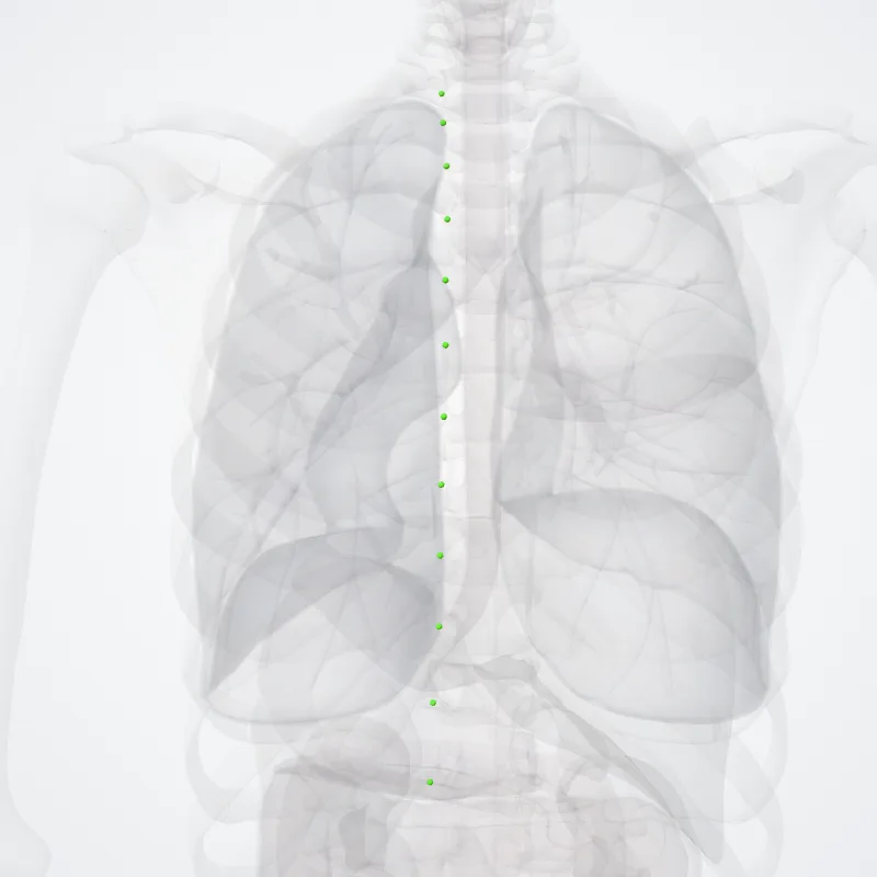 Nodi intercostales (Intercostal nodes) hervorgehoben in einem 3D-Modell des menschlichen Körpers