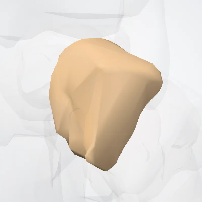 Os cuneiforme intermedium (Intermediate cuneiform bone) hervorgehoben in einem 3D-Modell des menschlichen Körpers