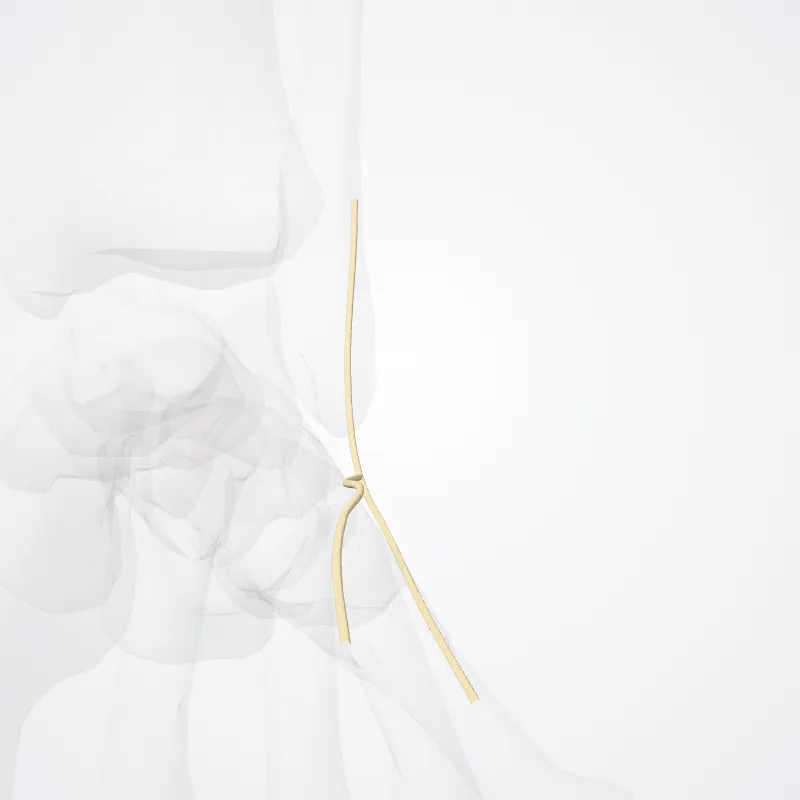 Nervus cutaneus intermedius dorsalis pedis (Intermediate dorsal cutaneous nerve of foot) hervorgehoben in einem 3D-Modell des menschlichen Körpers