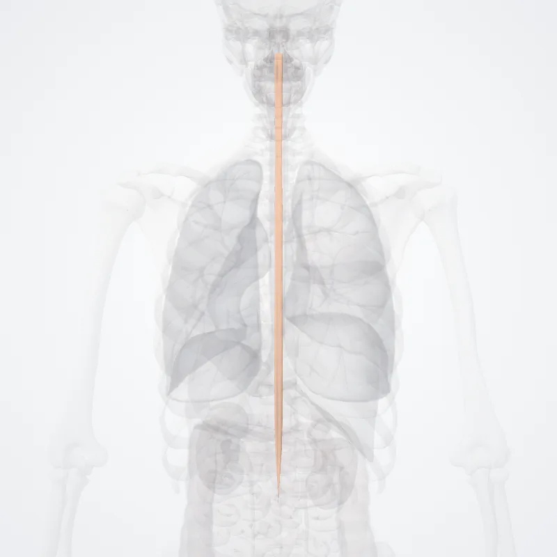 Zona intermedia medullae spinalis (Intermediate zone of spinal cord) hervorgehoben in einem 3D-Modell des menschlichen Körpers