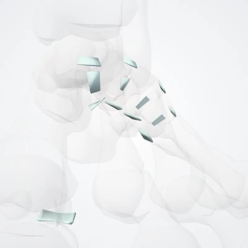Articulationes intermetatarseae (Intermetatarsal joints) hervorgehoben in einem 3D-Modell des menschlichen Körpers
