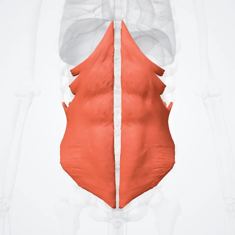 Musculus obliquus internus abdominis (Internal abdominal oblique muscle) hervorgehoben in einem 3D-Modell des menschlichen Körpers