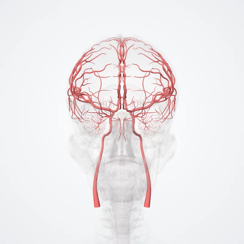 Internal carotid artery (Carotis interna) highlighted in a 3D model of the human body