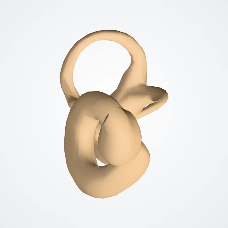 Auris interna (Internal ear) hervorgehoben in einem 3D-Modell des menschlichen Körpers