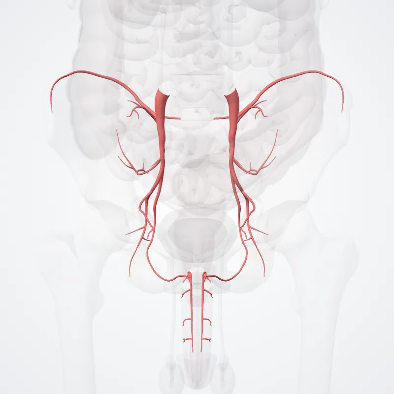 Internal iliac artery (Arteria iliaca interna) highlighted in a 3D model of the human body