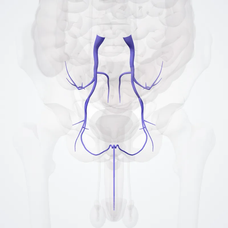 Internal iliac vein (Vena iliaca interna) highlighted in a 3D model of the human body
