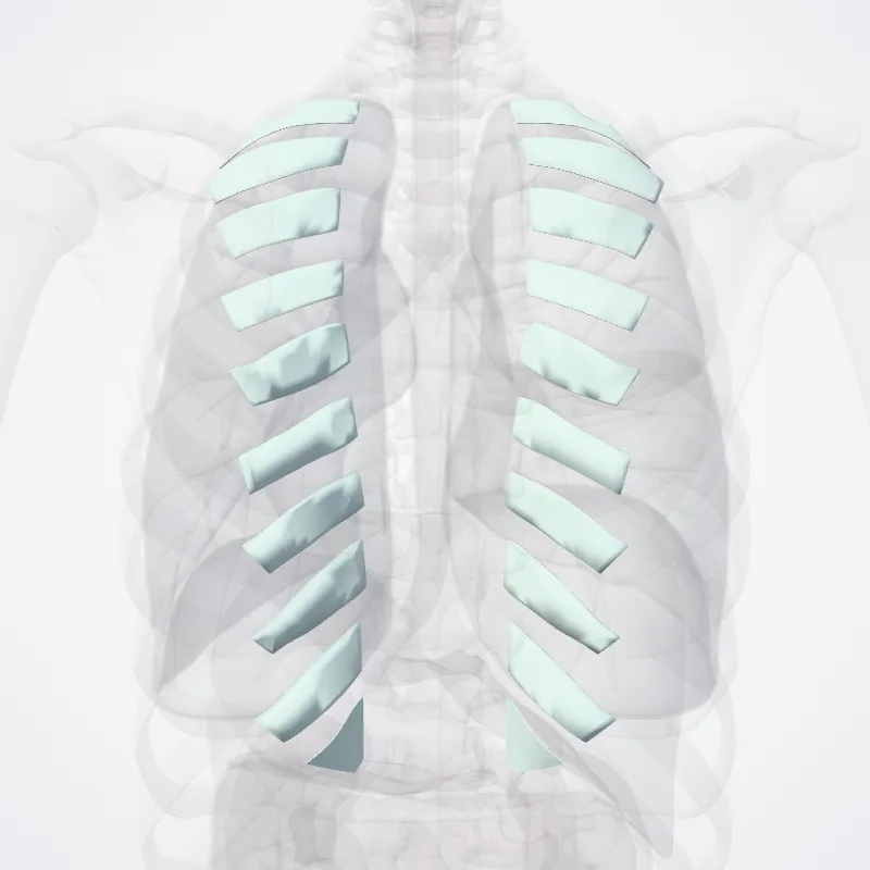 Membrana intercostalis interna (Internal intercostal membrane) hervorgehoben in einem 3D-Modell des menschlichen Körpers