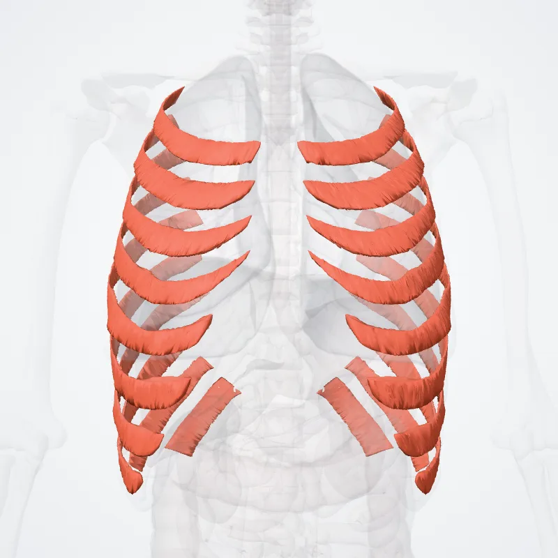 Musculi intercostales interni (Internal intercostal muscles) hervorgehoben in einem 3D-Modell des menschlichen Körpers
