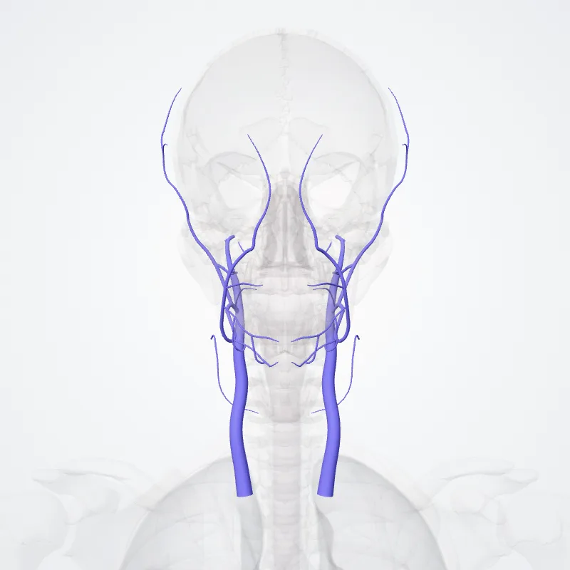 Vena jugularis interna (Internal jugular vein) hervorgehoben in einem 3D-Modell des menschlichen Körpers