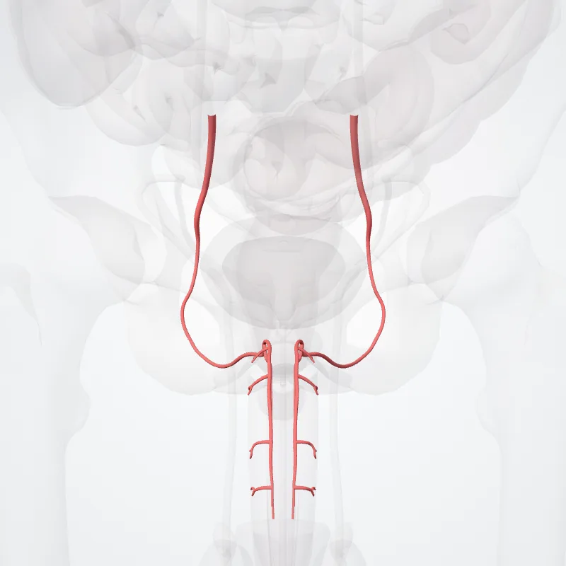 Internal pudendal artery (Arteria pudendalis interna) highlighted in a 3D model of the human body