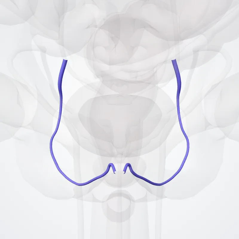 Vena pudendalis interna (Internal pudendal vein) hervorgehoben in einem 3D-Modell des menschlichen Körpers