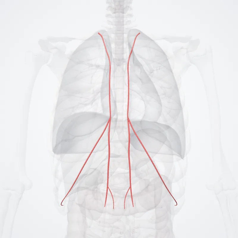 Internal thoracic artery (Arteria thoracica interna) highlighted in a 3D model of the human body