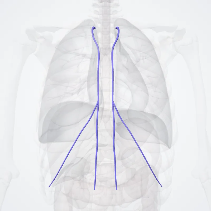 Venae thoracicae internae (Internal thoracic veins) hervorgehoben in einem 3D-Modell des menschlichen Körpers