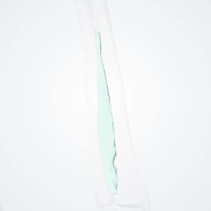 Interosseous membrane of forearm (Membrana interossea antebrachii) highlighted in a 3D model of the human body