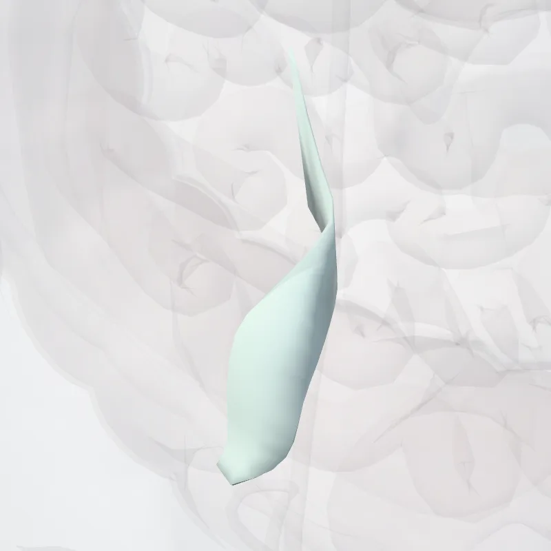 Ligamentum sacroiliacum interosseum (Interosseous sacro-iliac ligament) hervorgehoben in einem 3D-Modell des menschlichen Körpers
