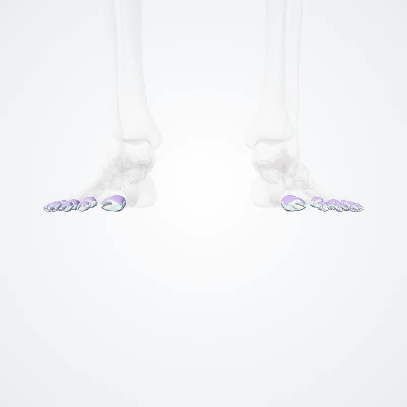 Interphalangeal joints of foot (Articulationes interphalangeae pedis) highlighted in a 3D model of the human body