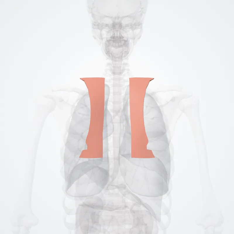 Interscapular region (Interscapulare regionis) highlighted in a 3D model of the human body