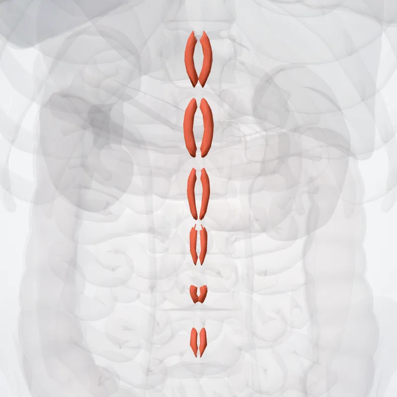 Musculi interspinales lumborum (Interspinales lumborum muscles) hervorgehoben in einem 3D-Modell des menschlichen Körpers