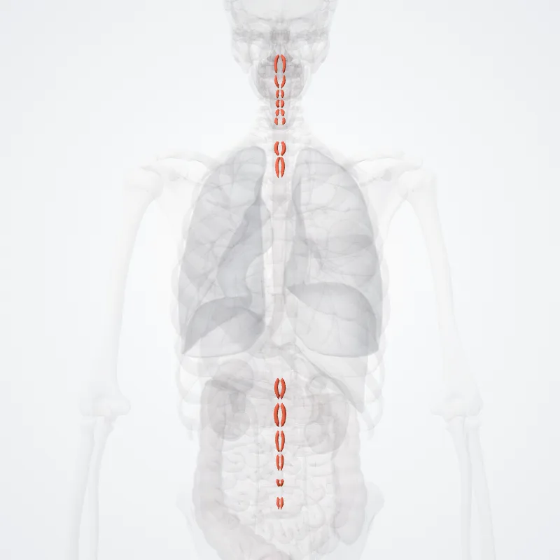 Interspinales muscles (Musculi interspinales) highlighted in a 3D model of the human body