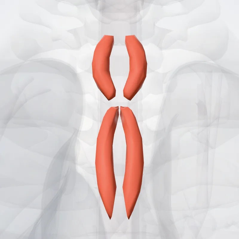 Interspinales thoracis muscles (Musculi interspinales thoracis) highlighted in a 3D model of the human body