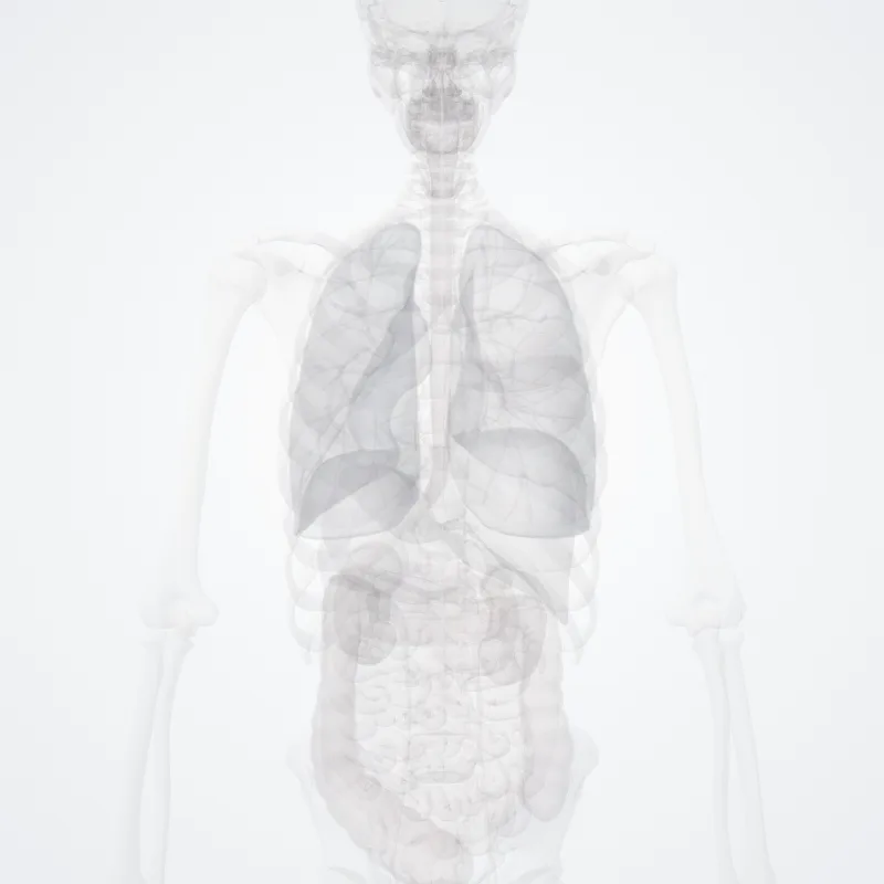 Interspinous ligaments (Ligamenta interspinalia) highlighted in a 3D model of the human body