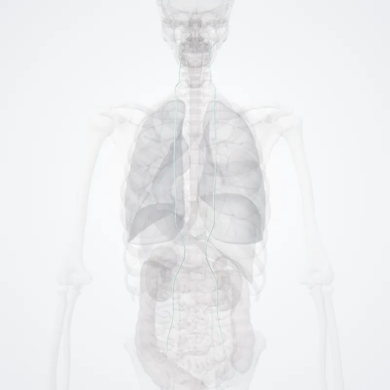 Ligamenta intertransversaria (Intertransverse ligaments) hervorgehoben in einem 3D-Modell des menschlichen Körpers