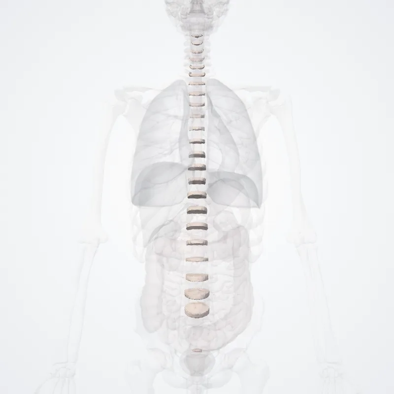 Intervertebral symphysis (Symphysis intervertebralis) highlighted in a 3D model of the human body