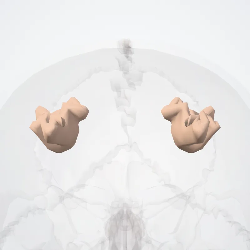 Sulcus intraparietalis (Intraparietal sulcus) hervorgehoben in einem 3D-Modell des menschlichen Körpers
