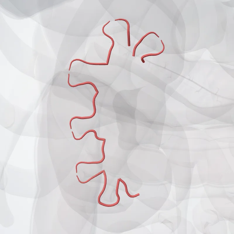 Arteriae intrarenales renis sinistri (Intrarenal arteries of left kidney) hervorgehoben in einem 3D-Modell des menschlichen Körpers