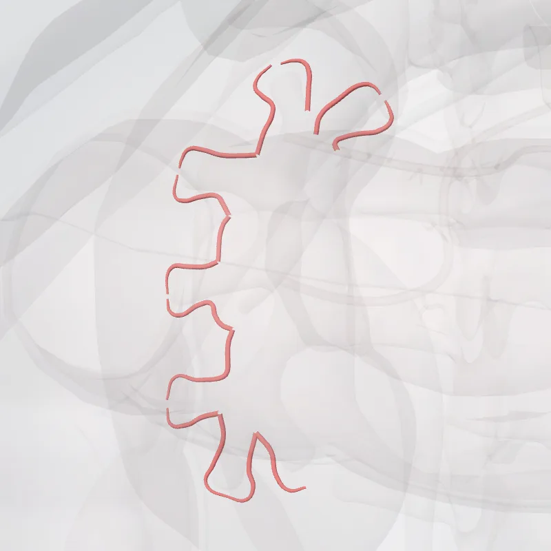 Arteriae intrarenales renis dextri (Intrarenal arteries of right kidney) hervorgehoben in einem 3D-Modell des menschlichen Körpers