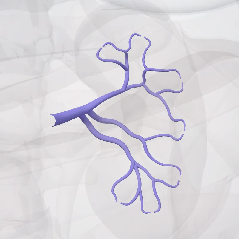 Intrarenal veins of left kidney (Venae intrarenales renis sinistri) highlighted in a 3D model of the human body
