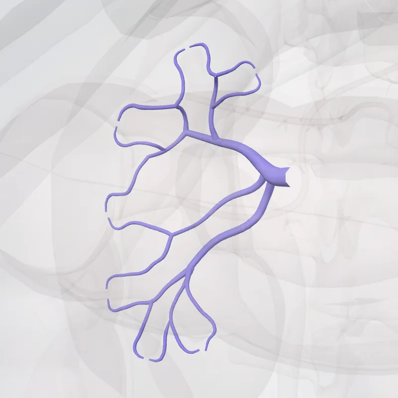 Intrarenal veins of right kidney (Venae intrarenales renis dextri) highlighted in a 3D model of the human body