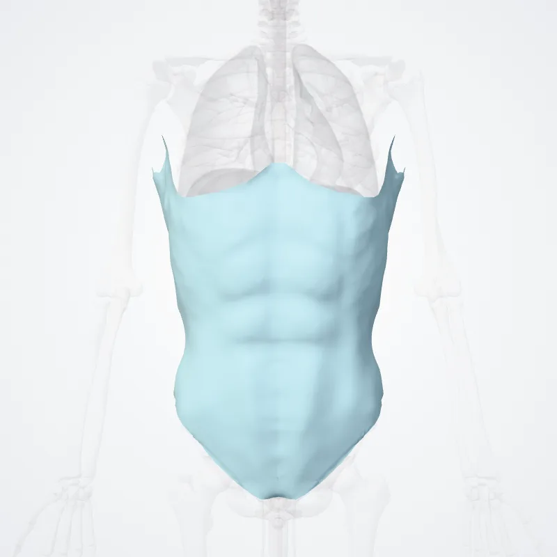 Investing abdominal fascia (Fascia investiens abdominis) highlighted in a 3D model of the human body