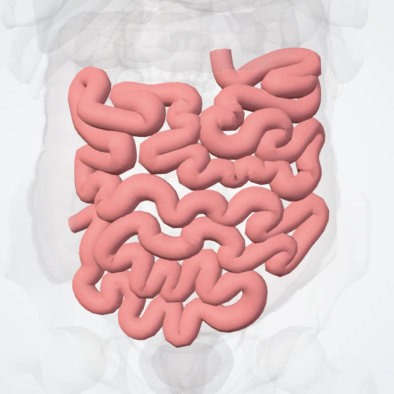 Jejunum highlighted in a 3D model of the human body