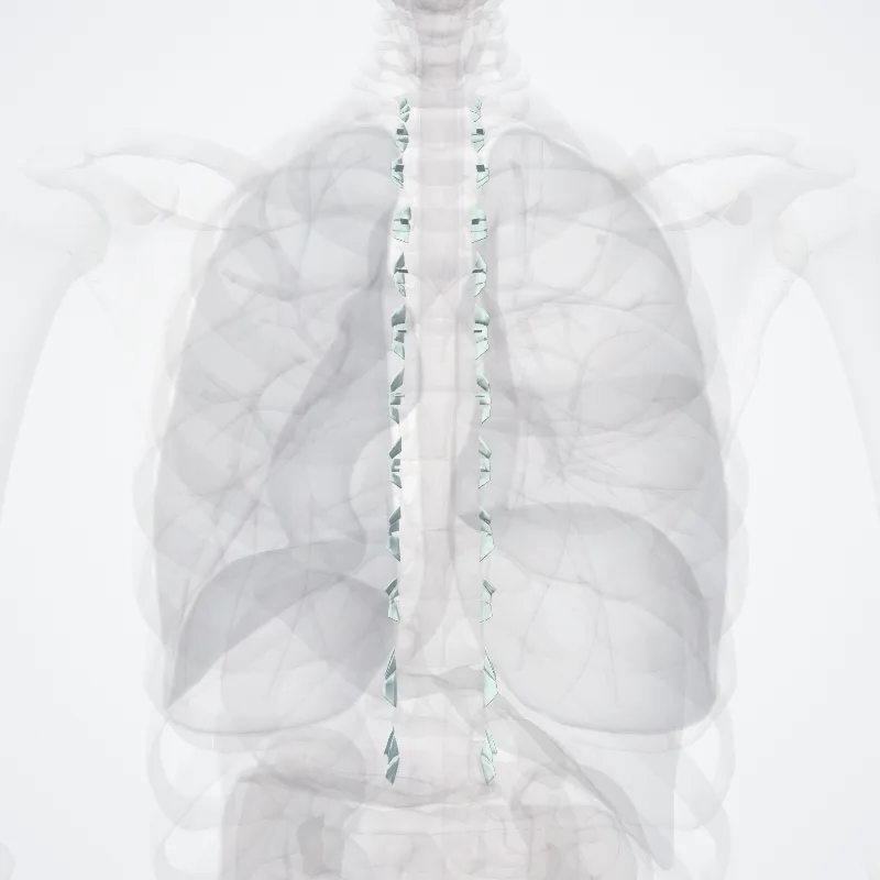 Joint of head of rib (Articulatio capitis costae) highlighted in a 3D model of the human body