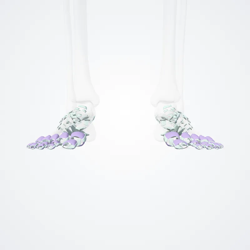 Articulationes pedis (Joints of foot) hervorgehoben in einem 3D-Modell des menschlichen Körpers