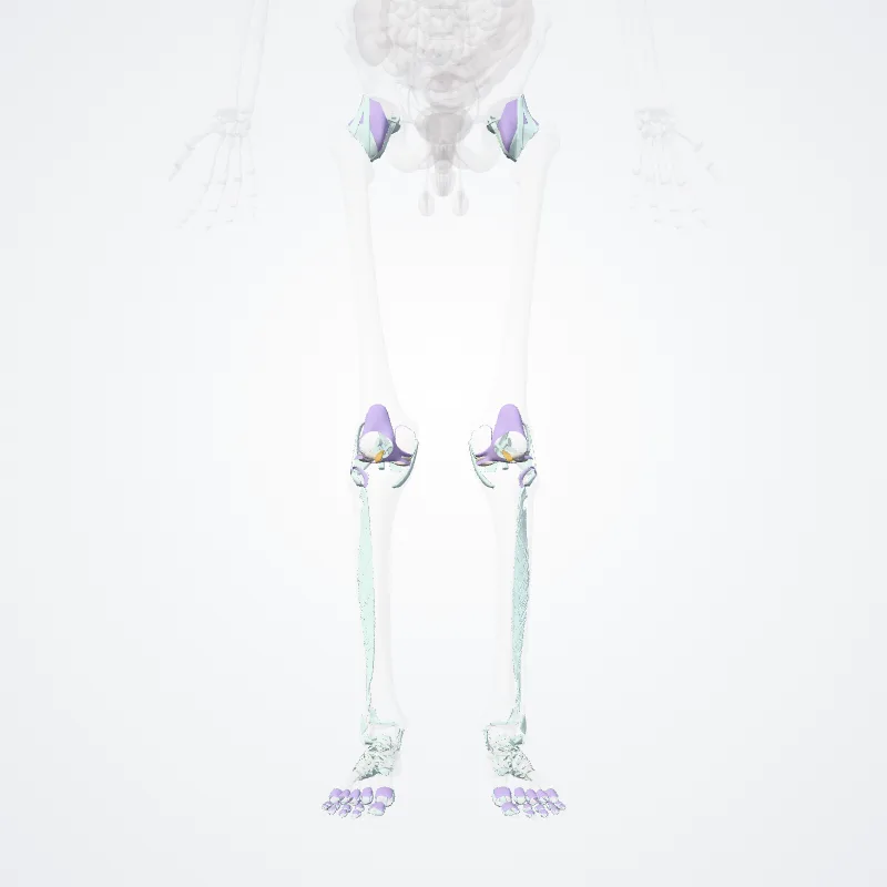 Joints of free lower limb (Juncturae partis liberae membri inferioris) highlighted in a 3D model of the human body