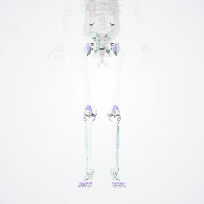 Joints of lower limb (Juncturae membri inferioris) highlighted in a 3D model of the human body