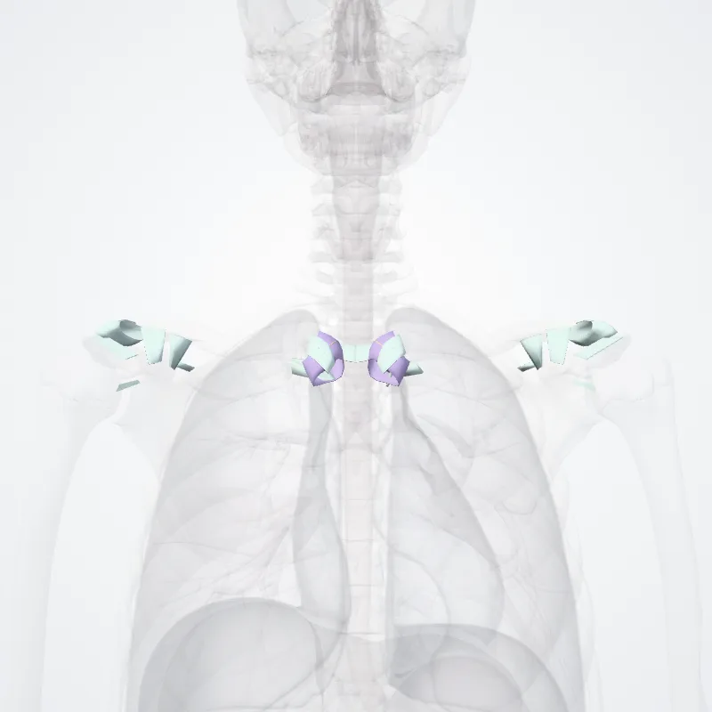 Juncturae cinguli pectoralis (Joints of pectoral girdle) hervorgehoben in einem 3D-Modell des menschlichen Körpers