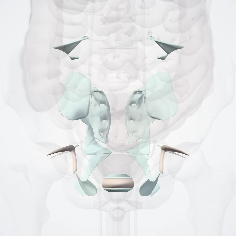 Joints of pelvic girdle (Juncturae cinguli pelvici) highlighted in a 3D model of the human body