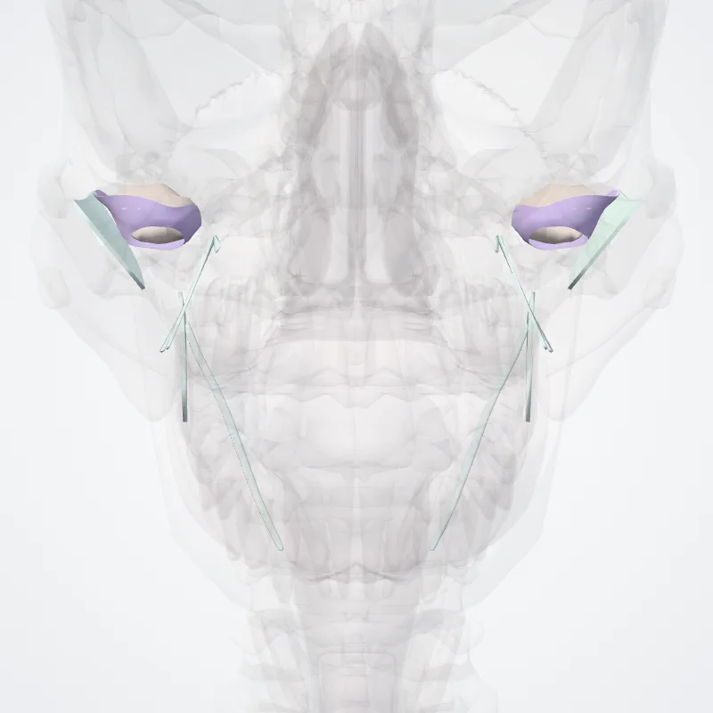 Joints of skull (Juncturae cranii) highlighted in a 3D model of the human body
