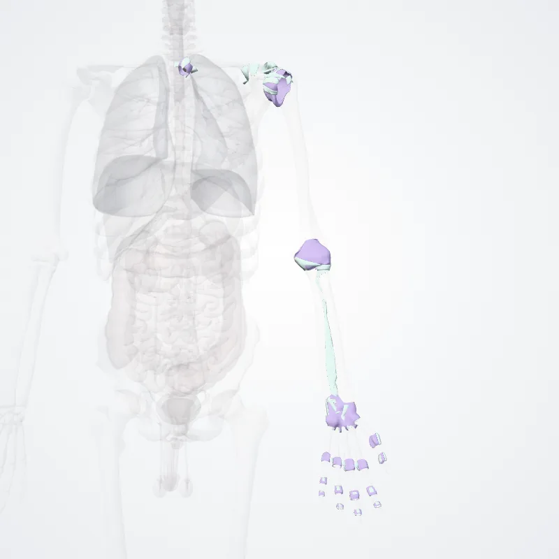 Juncturae membri superiori (Joints of upper limb) hervorgehoben in einem 3D-Modell des menschlichen Körpers