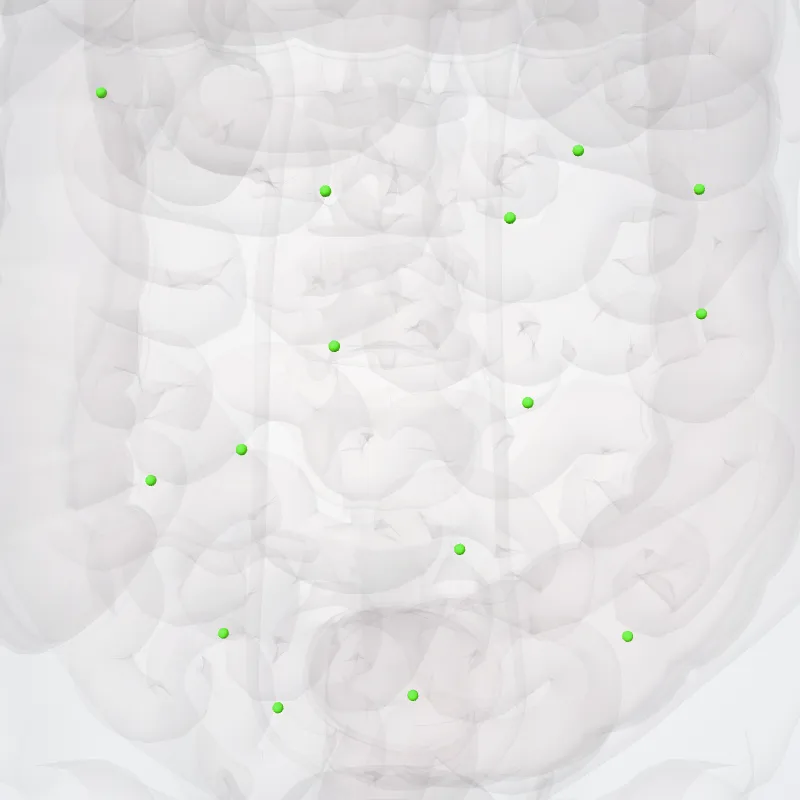 Nodi juxtaintestinales (Juxta-intestinal mesenteric nodes) hervorgehoben in einem 3D-Modell des menschlichen Körpers