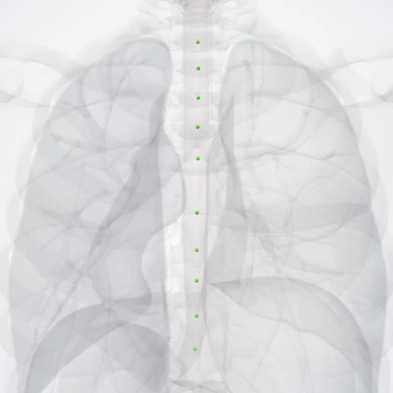 Nodi juxtaoesophagei (Juxta-oesophageal nodes) hervorgehoben in einem 3D-Modell des menschlichen Körpers