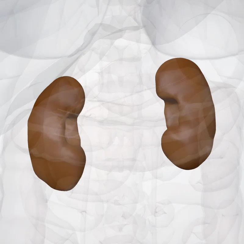 Ren (Kidney) hervorgehoben in einem 3D-Modell des menschlichen Körpers